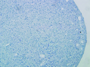 Cytiva Hyclone Media Medium Differentiation Humansomatic Stem 450Ml Nr -SH30886.02 - BriteSources