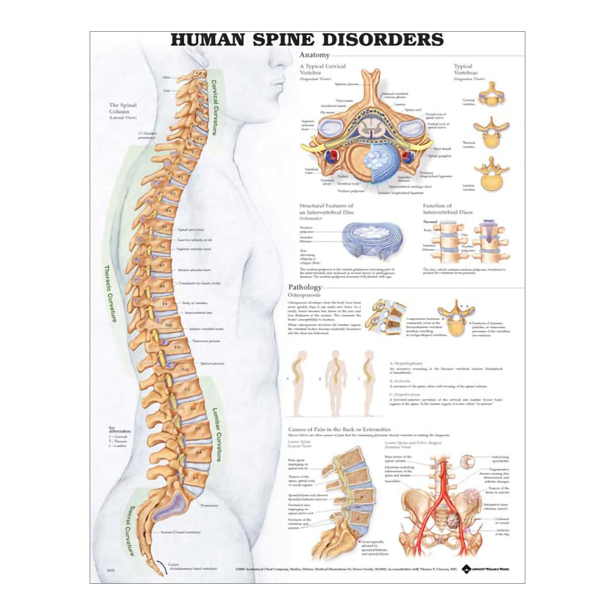 Anatomical Chart Company Anatomical Chart, 1/Ea