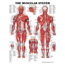 JOINTS OF THE UPPER EXTREMITIES ANATOMICAL CHART, PAPER, SOLD AS EACH ANATOMICAL 10000765