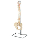 FUNCTIONAL RIGHT HIP JOINT, SOLD AS EACH ANATOMICAL 10000765