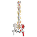 Anatomical Skeletal Models Model Cervical Vertebralcolumn Flexible (Drop) -A72 - BriteSources