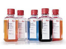 STAINING SYSTEM, HEMATOXYLIN 500ML (4BT/CS), 4/CS