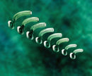 CATH-GUIDE® AIRWAYS, 80MM, NO. 8, 48/CS, SOLD AS CASE TELEFLEX 10000007