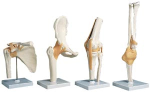 Anatomical Skeletal Models. Functional Right Knee (026551) (Drop Ship Only). Model Functional Knee Jointright (Drop), Each