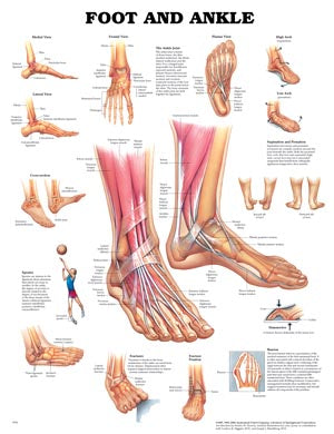 Anatomical Charts & Posters. Foot & Ankle, Styrene Plastic (026558) (Drop Ship Only). Poster Foot/Ankle Styrene(Drop), Each
