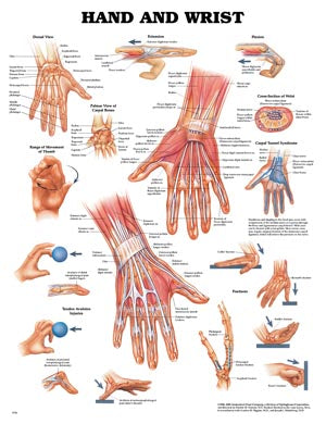 Anatomical Charts & Posters. Hand & Wrist Chart, Styrene Plastic (026559) (Drop Ship Only). Poster Hand/Wrist Styrene(Drop), Each