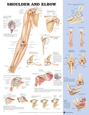 Anatomical Charts & Posters. Shoulder & Elbow, Styrene Plastic (026561) (Drop Ship Only). Poster Shoulder/Elbowstyrene (Drop), Each