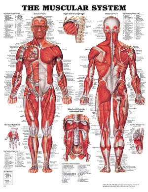 Anatomical Charts & Posters. Muscular System, 19¾" X 26", Latex Free (Lf) Styrene Plastic (026563) (Drop Ship Only). Poster Muscular Systemstyrene (Dr