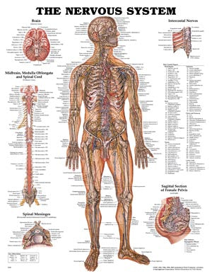 Anatomical Charts & Posters. Nervous System Chart, Styrene Plastic (026564) (Drop Ship Only). Poster Nervous Systemstyrene (Drop), Each