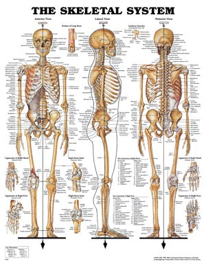 Anatomical Charts & Posters. Skeletal System, Plastic Styrene Plastic (026565) (Drop Ship Only). Poster Skeletal Systemstyrene (Drop), Each
