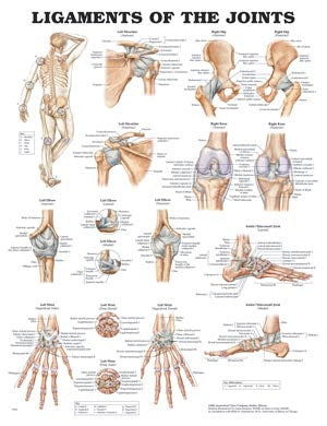 Anatomical Charts & Posters. Ligaments Of The Joints Chart, Styrene Plastic (026590) (Drop Ship Only). Poster Ligaments Of Jointsstyrene (Drop), Each
