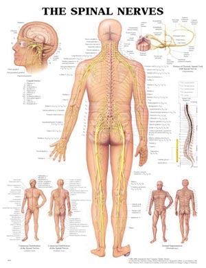 Anatomical Charts & Posters. Spinal Nerves Chart, Styrene Plastic (026594) (Drop Ship Only). Poster Spinal Nervesstyrene (Drop), Each