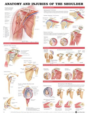 Anatomical Charts & Posters. Anatomy & Injuries Of The Shoulder, Styrene Plastic (026656) (Drop Ship Only). Poster Anatomy/Injuries Ofshoulder Styrene
