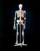Anatomical Skeletal Models. Mr. Superskeleton, Human Adult, Plastic, 5' 5" (091948) . Model Superskeleton Plastichuman Adult (Drop), E