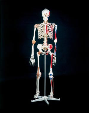 Anatomical Skeletal Models. Mr. Superskeleton, Human Adult, Plastic, 5' 5" (091948) (Drop Ship Only). Model Superskeleton Plastichuman Adult (Drop), E